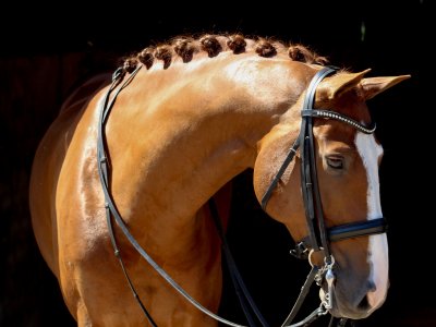 Gavaristo loopt naar 2x EERSTE Young Riders