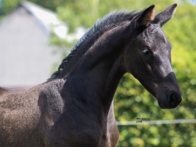 Jongste telg op de foto