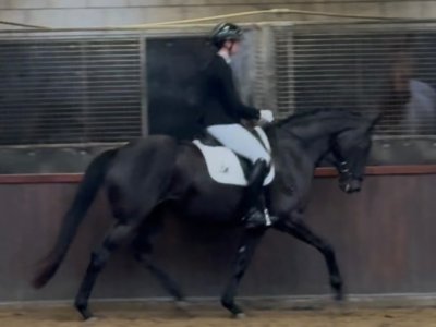 Sjrona T behaald mooie score en Elite predicaat tijdens KWPN-IBOP dag in Tolbert