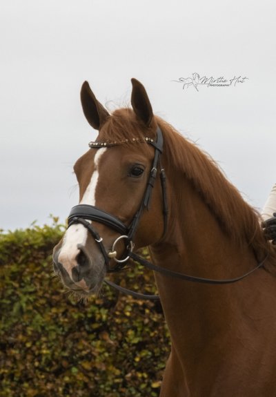 Merengue V E R K O C H T