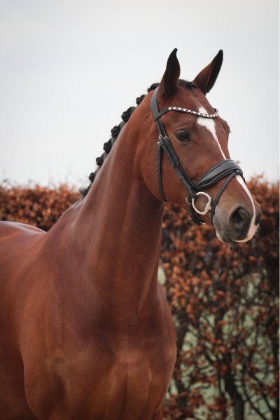 Khloe V E R K O C H T